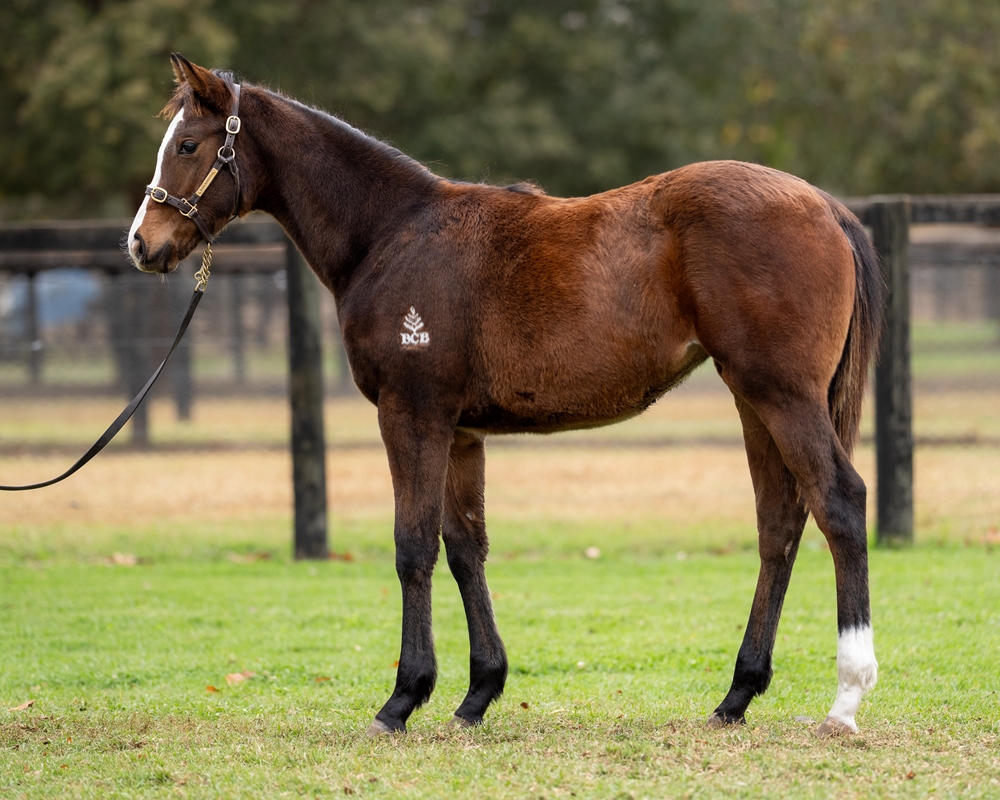 Admire Mars (JPN) / Leitzel (AUS) 2025 Filly - Image 1