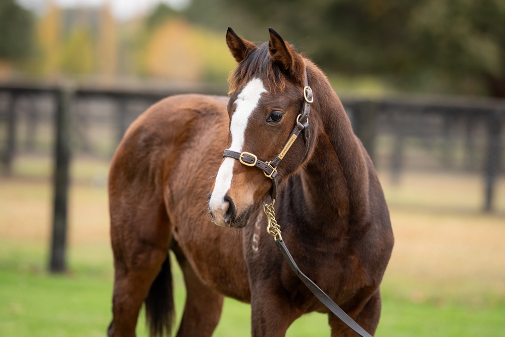 Admire Mars (JPN) / Leitzel (AUS) 2025 Filly - Image 2