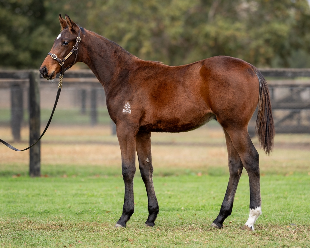 Ozzmosis (AUS) / Our Girl Raquie (AUS) 2025 Colt - Image 1