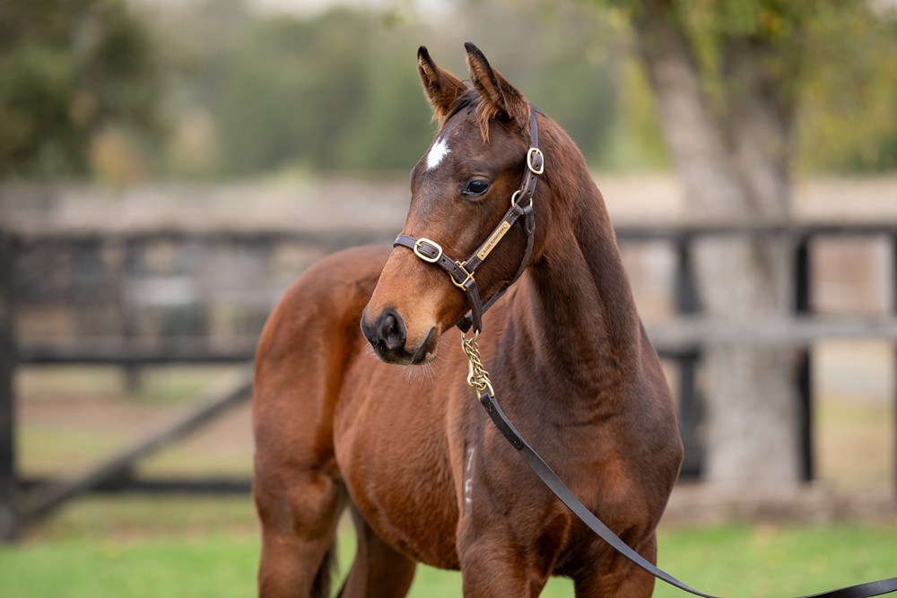 Ozzmosis (AUS) / Our Girl Raquie (AUS) 2025 Colt - Image 2