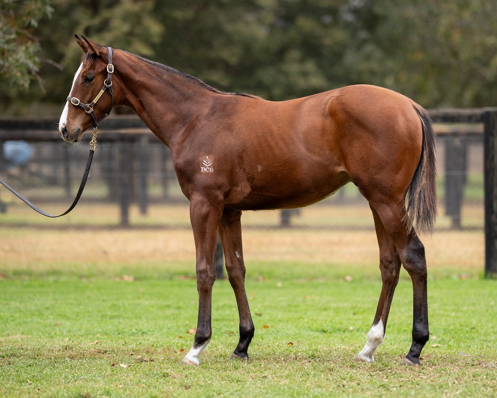 Artorius (AUS) / Shay (AUS) 2025 Colt - Image 1