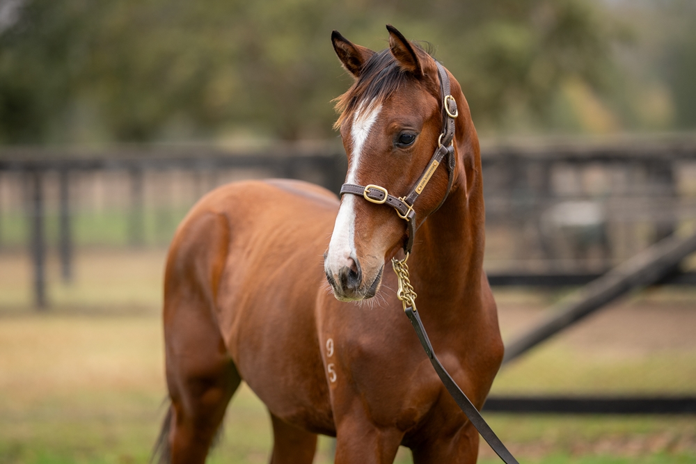 Artorius (AUS) / Shay (AUS) 2025 Colt - Image 2