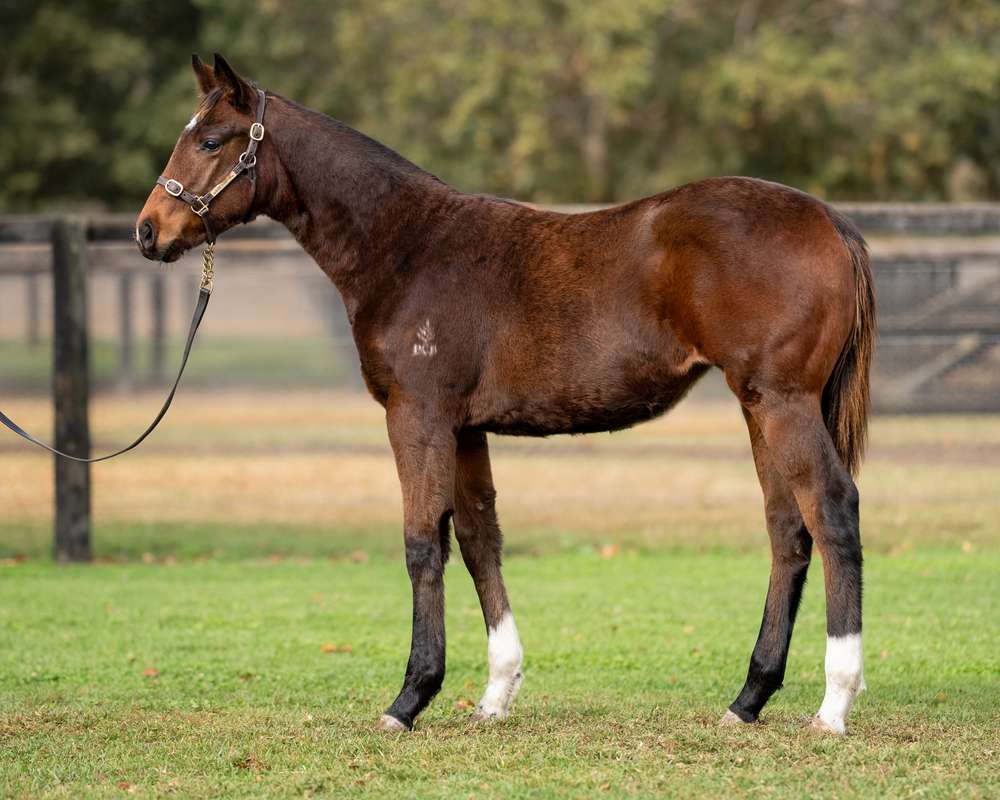Russian Revolution (AUS) / Valley of the Sun (AUS) 2025 Filly - Image 1