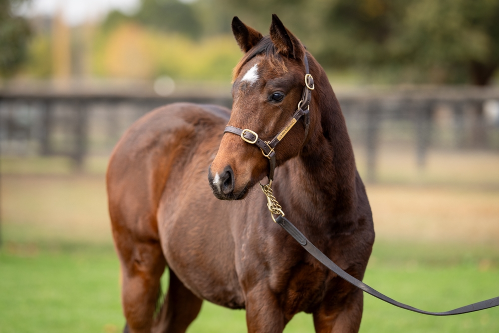 Russian Revolution (AUS) / Valley of the Sun (AUS) 2025 Filly - Image 2