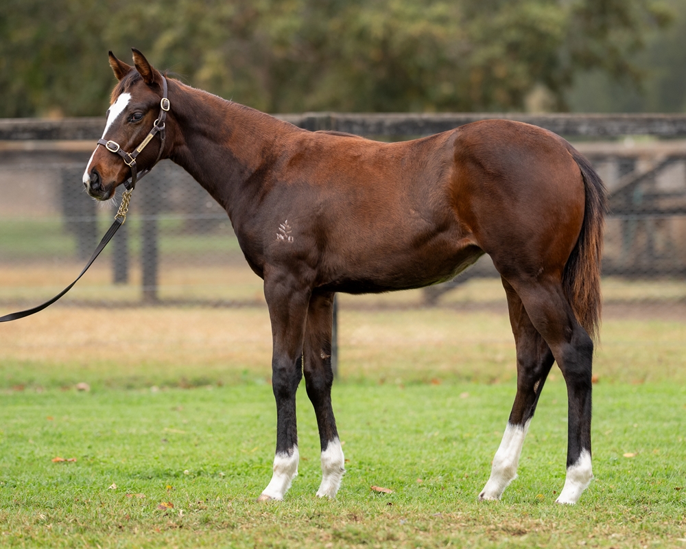In the Congo (AUS) / Age of Innocence (AUS) 2025 Filly - Image 1