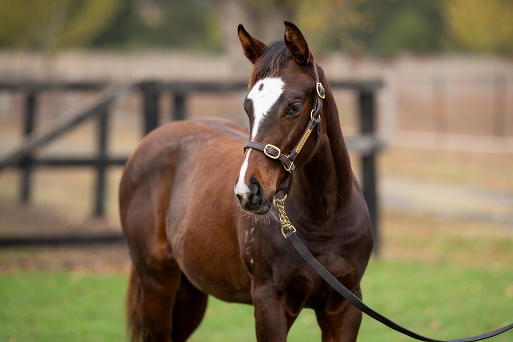 In the Congo (AUS) / Age of Innocence (AUS) 2025 Filly - Image 2