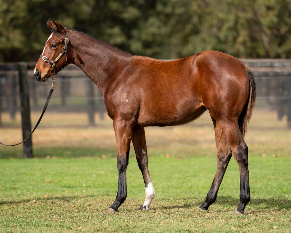 St Mark's Basilica (FR) / Etoile Celebre (NZ) 2025 Filly - Image 1