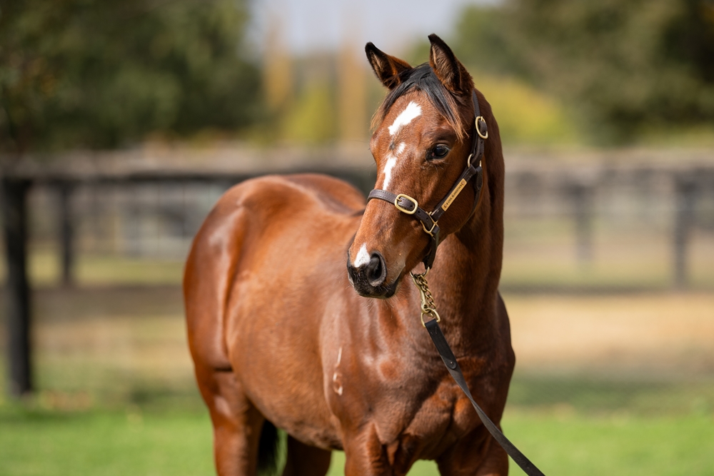 St Mark's Basilica (FR) / Etoile Celebre (NZ) 2025 Filly - Image 2