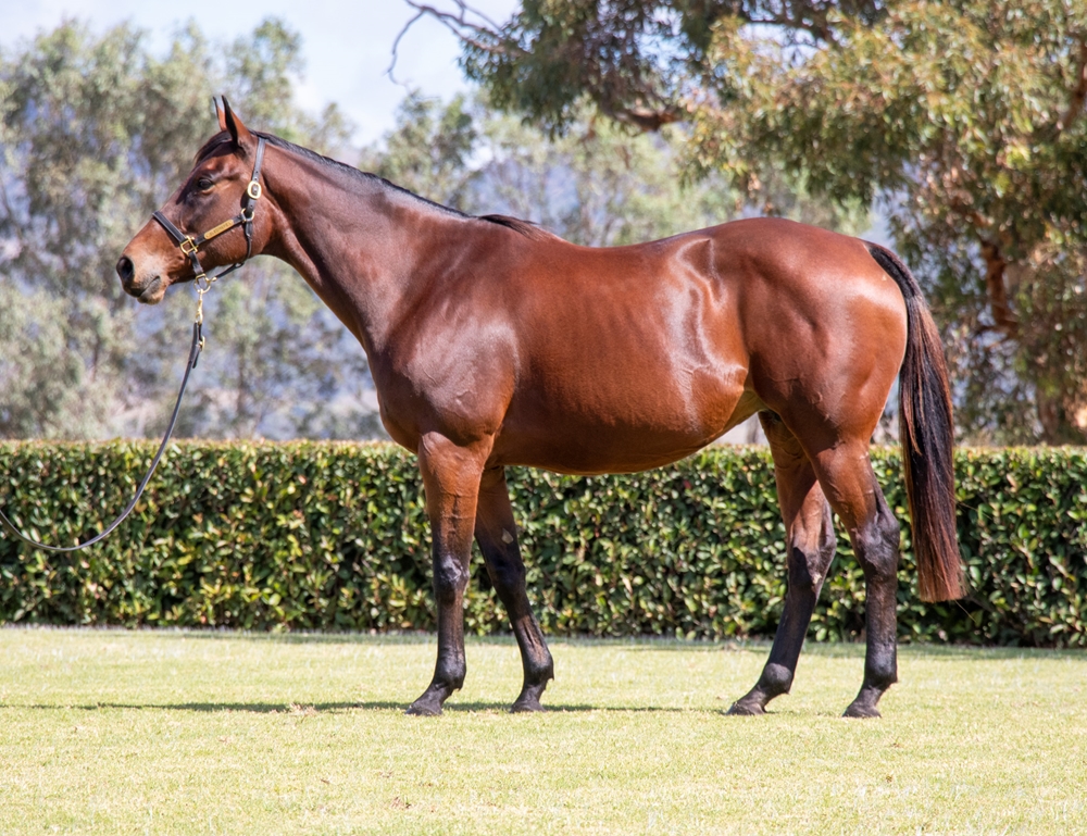 Salsa Bella (FR) - Image 1