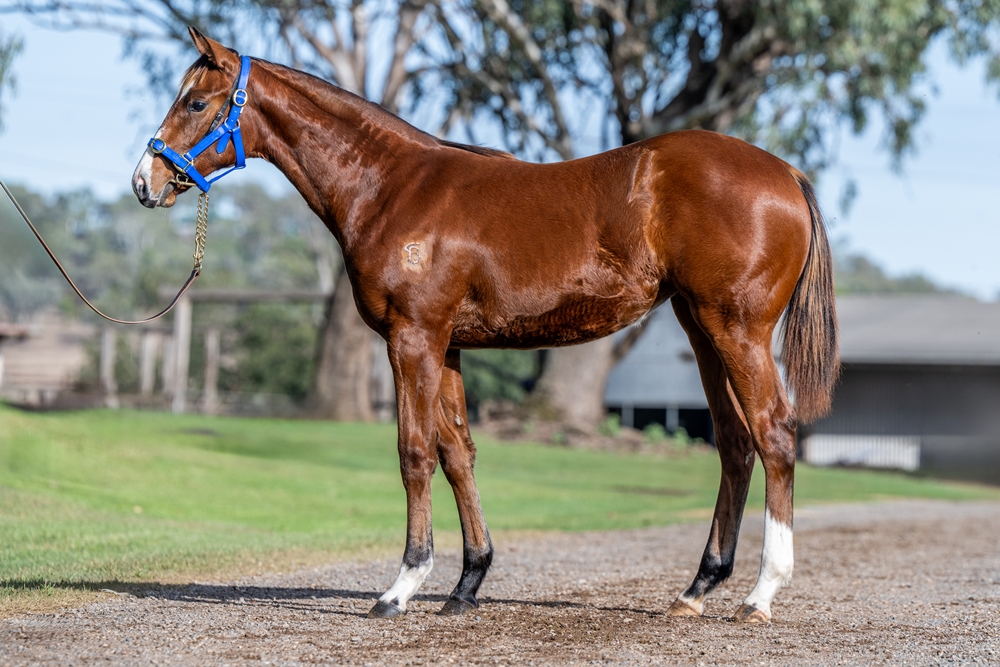 Kobayashi (AUS) / La Pluie (AUS) 2025 Filly - Image 1