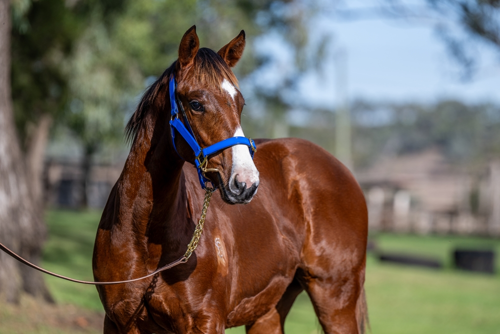 Kobayashi (AUS) / La Pluie (AUS) 2025 Filly - Image 2