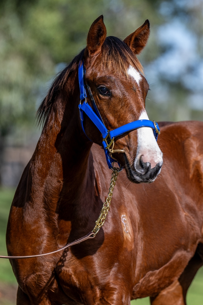 Kobayashi (AUS) / La Pluie (AUS) 2025 Filly - Image 3