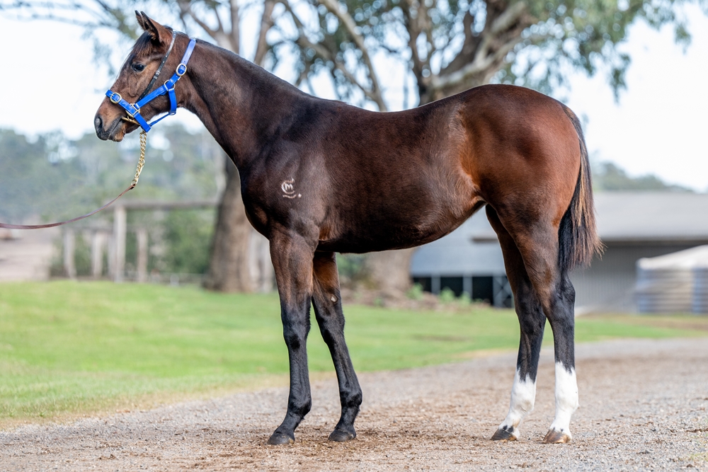 Alpine Edge (AUS) / Margie's Dream (AUS) 2025 Filly - Image 1