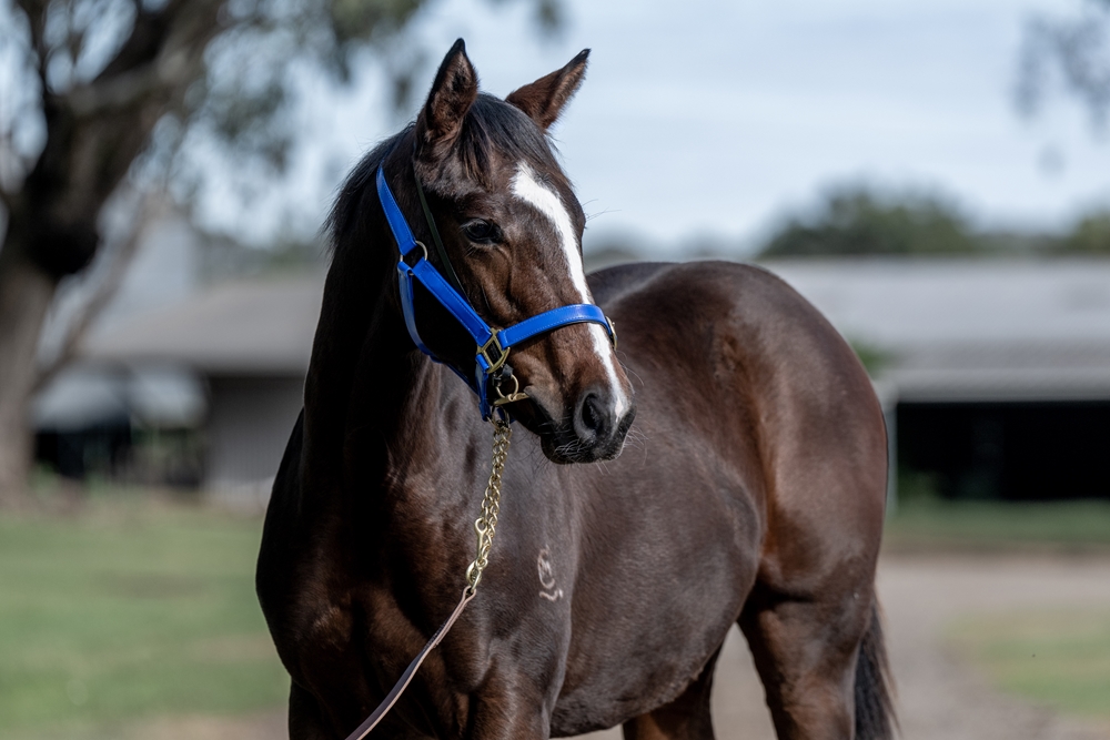 Alpine Edge (AUS) / Margie's Dream (AUS) 2025 Filly - Image 2