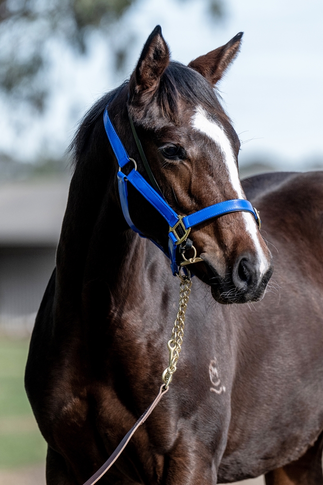 Alpine Edge (AUS) / Margie's Dream (AUS) 2025 Filly - Image 3