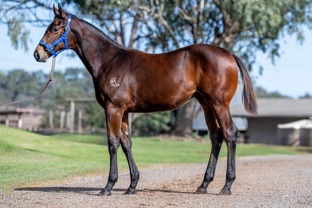 Alpine Edge (AUS) / My Girl Charlie (AUS) 2025 Colt - Image 1