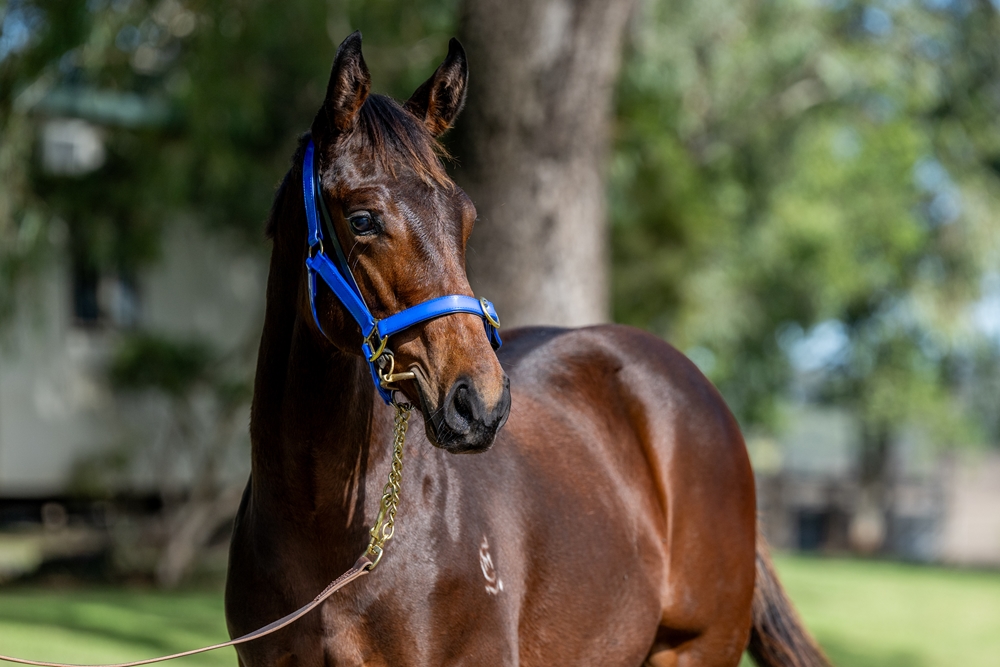 Alpine Edge (AUS) / My Girl Charlie (AUS) 2025 Colt - Image 2