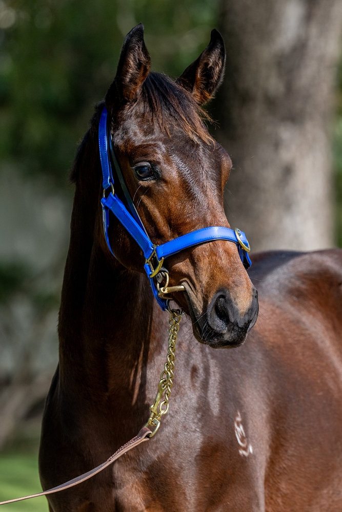 Alpine Edge (AUS) / My Girl Charlie (AUS) 2025 Colt - Image 3