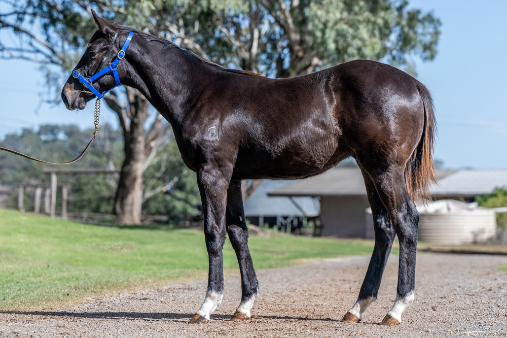 Jonker (AUS) / Safe Harbour (AUS) 2025 Colt - Image 1