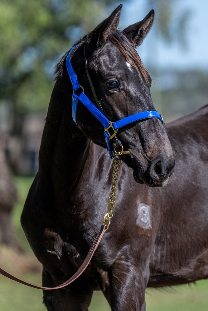 Jonker (AUS) / Safe Harbour (AUS) 2025 Colt - Image 2