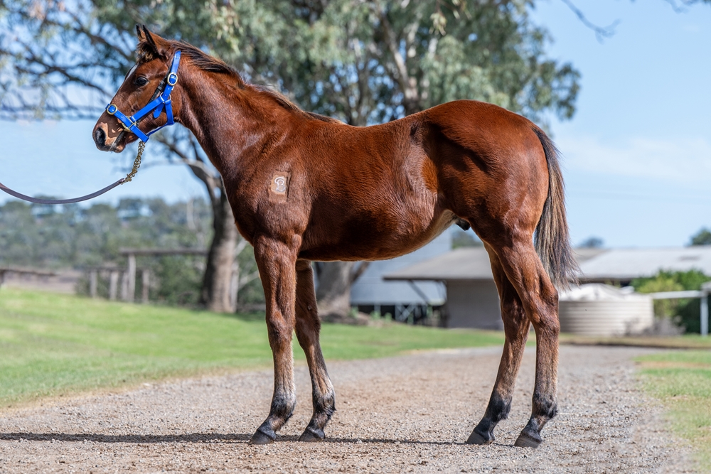 Tassort (AUS) / You're Joking (AUS) 2025 Colt - Image 1