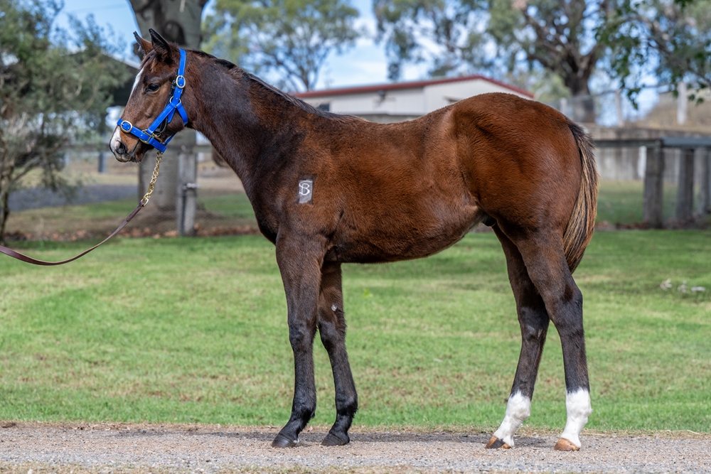 Officiating (USA) / Zuzzudio (AUS) 2025 Colt - Image 1