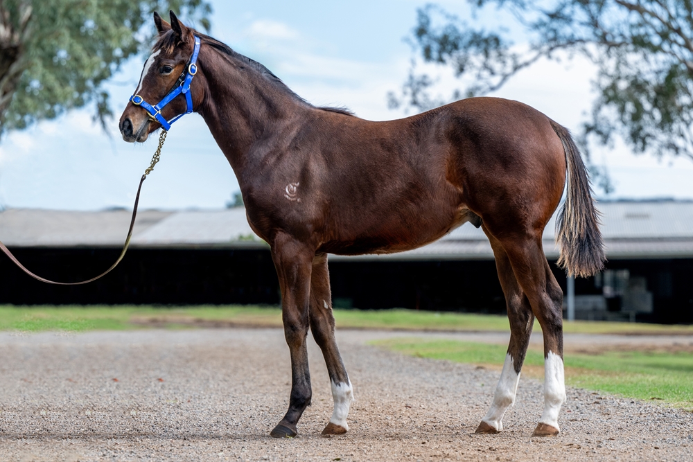 Alpine Edge (AUS) / Jardin Rouge (AUS) 2025 Colt - Image 1
