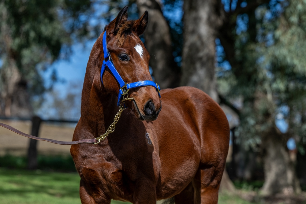 Tassort (AUS) / You're Joking (AUS) 2025 Colt - Image 2