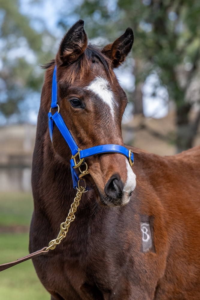 Officiating (USA) / Zuzzudio (AUS) 2025 Colt - Image 2