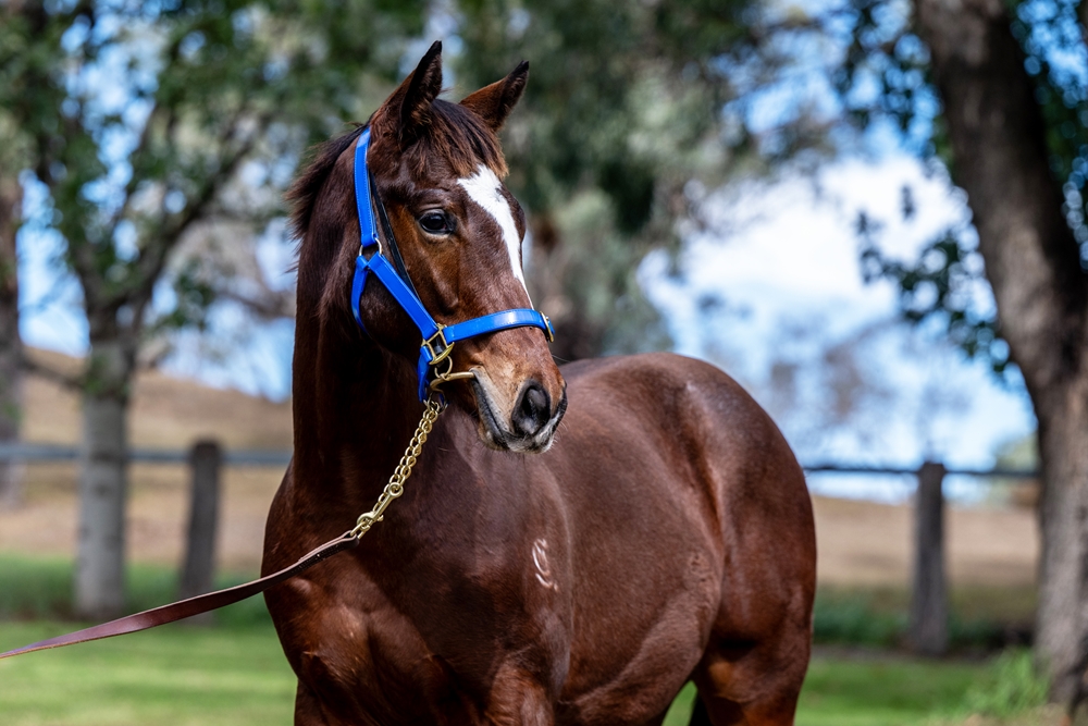 Alpine Edge (AUS) / Jardin Rouge (AUS) 2025 Colt - Image 2
