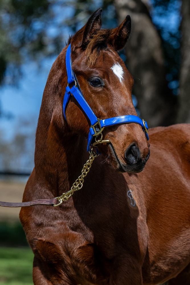 Tassort (AUS) / You're Joking (AUS) 2025 Colt - Image 3