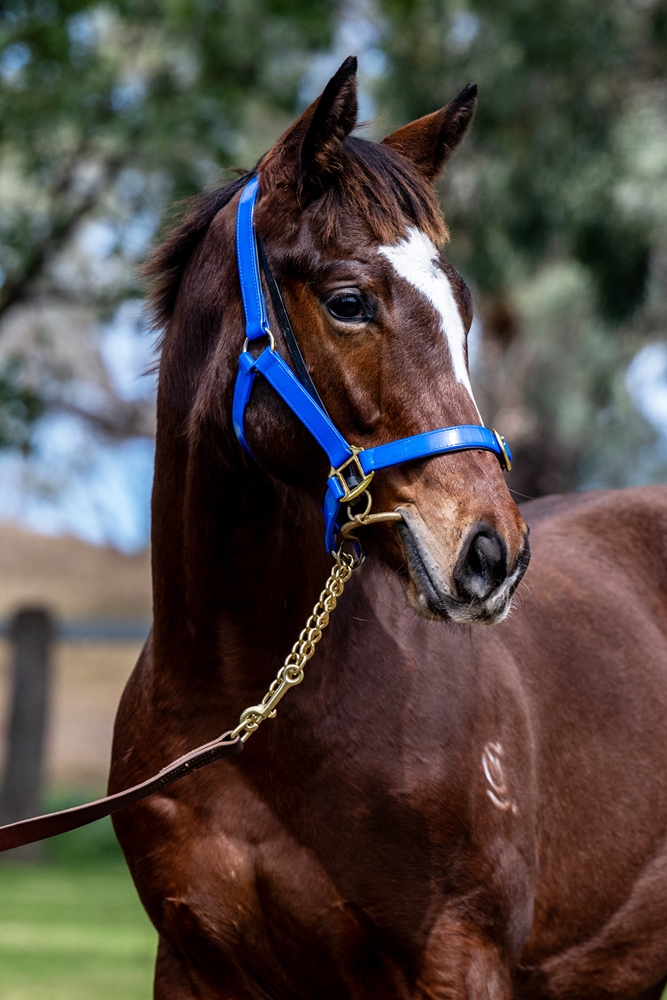 Alpine Edge (AUS) / Jardin Rouge (AUS) 2025 Colt - Image 3