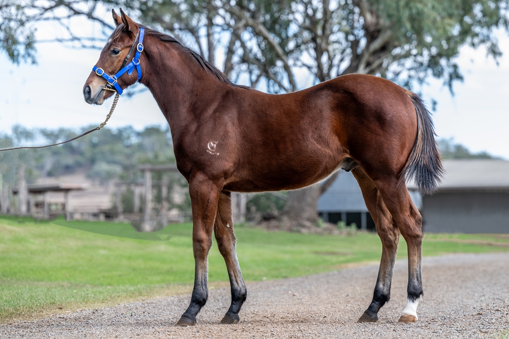 Alpine Edge (AUS) / Just a Girl (AUS) 2025 Colt - Image 1