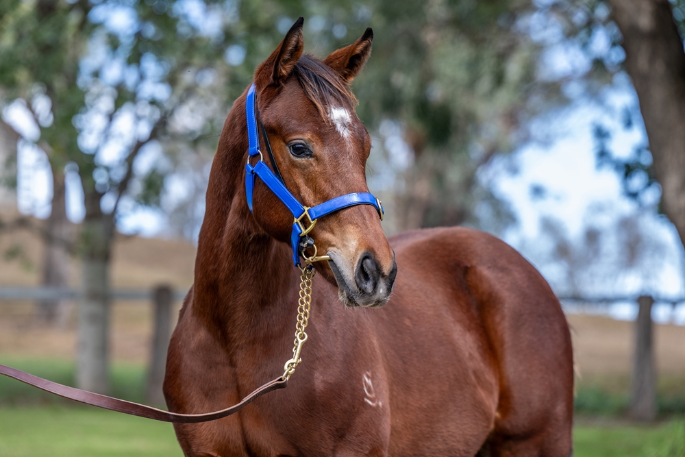 Alpine Edge (AUS) / Just a Girl (AUS) 2025 Colt - Image 2