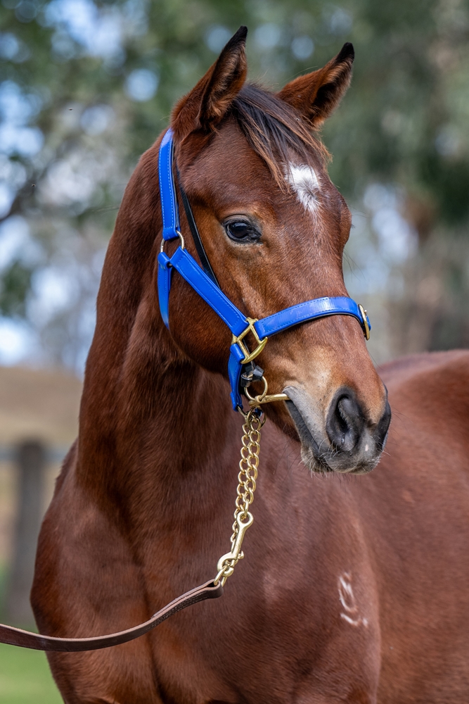 Alpine Edge (AUS) / Just a Girl (AUS) 2025 Colt - Image 3