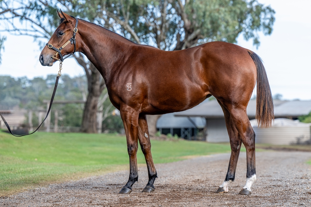 Profiteer (AUS) / Myth (AUS) 2024 Filly - Image 1