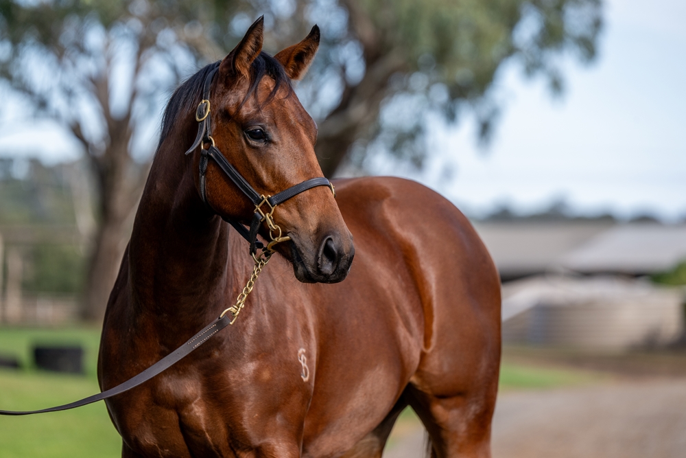 Profiteer (AUS) / Myth (AUS) 2024 Filly - Image 2