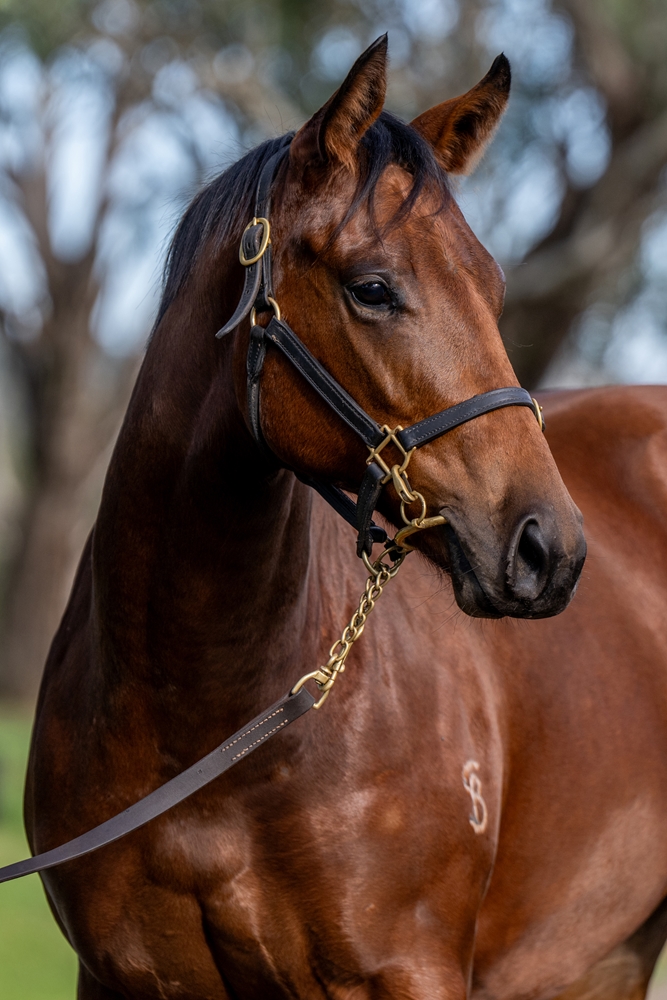 Profiteer (AUS) / Myth (AUS) 2024 Filly - Image 3