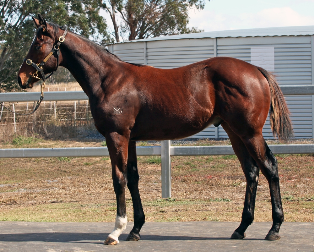 Wild Ruler (AUS) / Right of Way (AUS) 2025 Colt - Image 1
