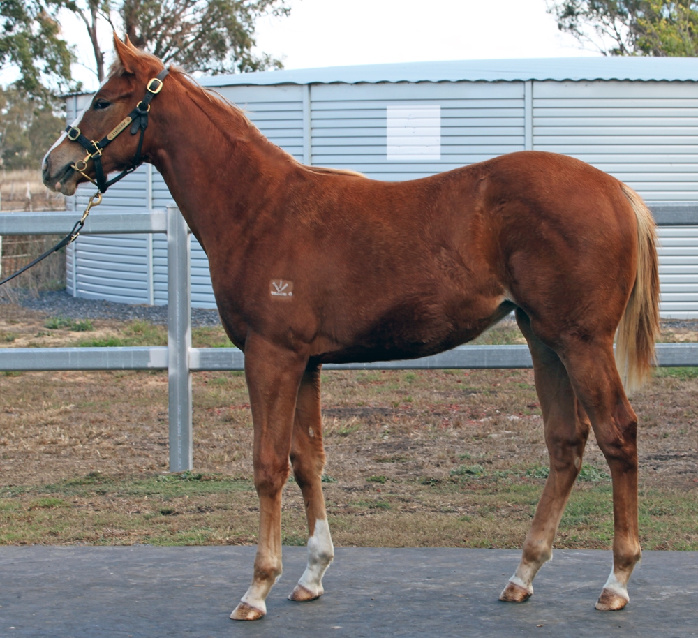 Anders (AUS) / Jump Start (AUS) 2025 Filly - Image 1