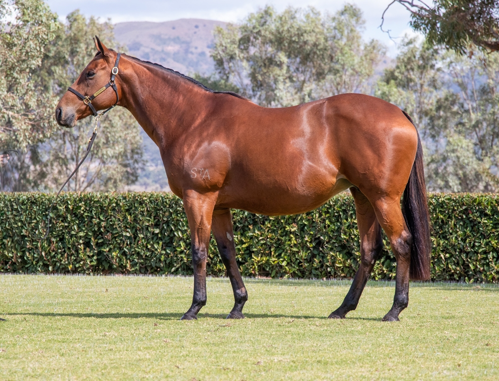 Bella Amore (AUS) - Image 1