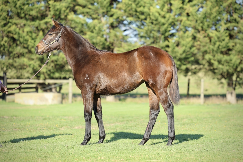 Anamoe (AUS) / Kapralova (USA) 2025 Filly - Image 1