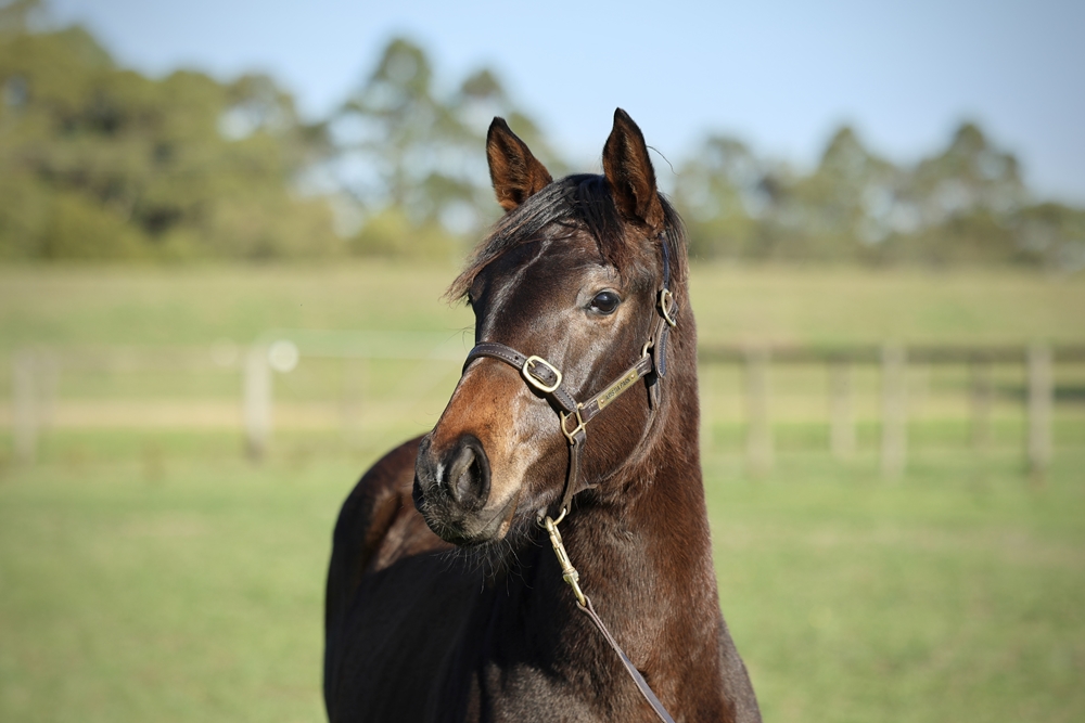 Anamoe (AUS) / Kapralova (USA) 2025 Filly - Image 2