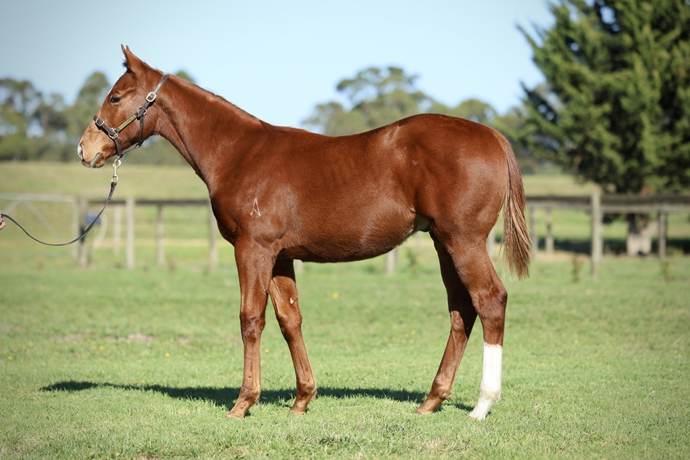 Anamoe (AUS) / Norma (GB) 2025 Colt - Image 1