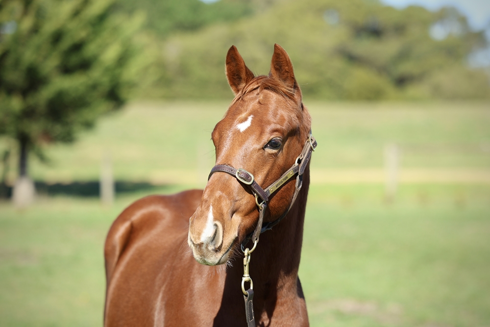 Anamoe (AUS) / Norma (GB) 2025 Colt - Image 2