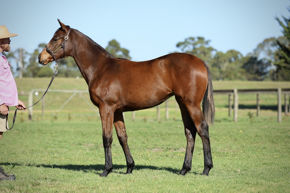 St Mark's Basilica (FR) / Pass the Parcel (AUS) 2025 Filly - Image 1