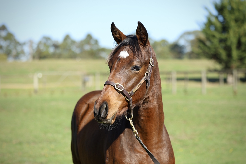St Mark's Basilica (FR) / Pass the Parcel (AUS) 2025 Filly - Image 2