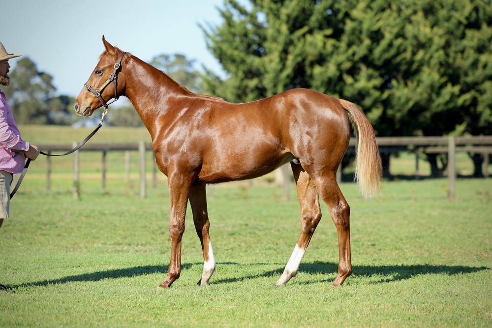Zoustar (AUS) / Ponca (AUS) 2025 Colt - Image 1