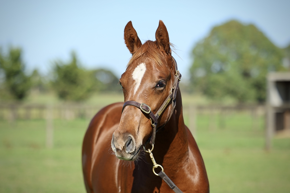 Zoustar (AUS) / Ponca (AUS) 2025 Colt - Image 2