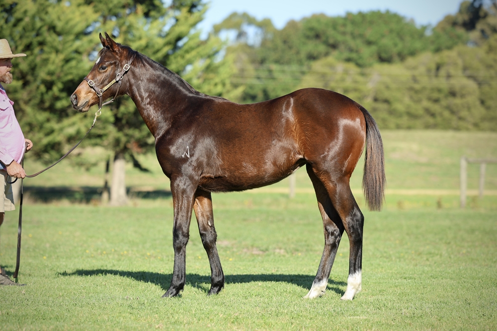 Ozzmosis (AUS) / Saving Grace (FR) 2025 Filly - Image 1